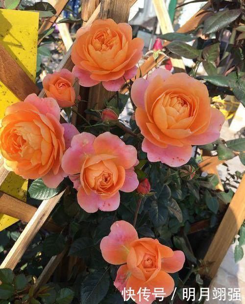 阳台上就养这款月季,非常“抗造”,花大色艳,开花一茬接着一茬