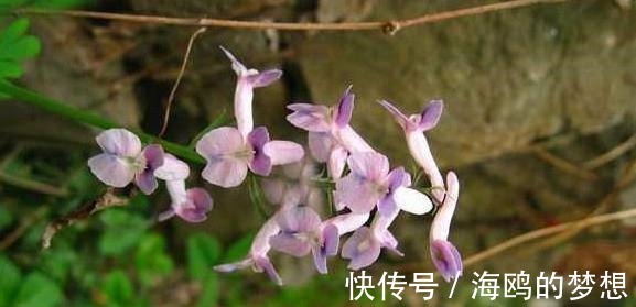 祛风|有一味不被重视的中药,一粒金丹,能祛风除湿、活血通络