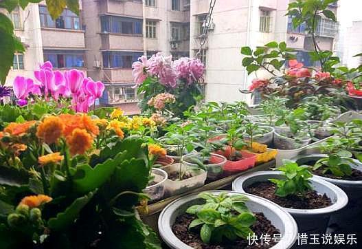 夏季换盆一时爽,“方法”错了,换完花卉死翘翘