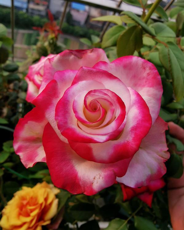 春天里|7种月季,不怕酷夏,30度也开得美,一开上百天,值得入手的品种