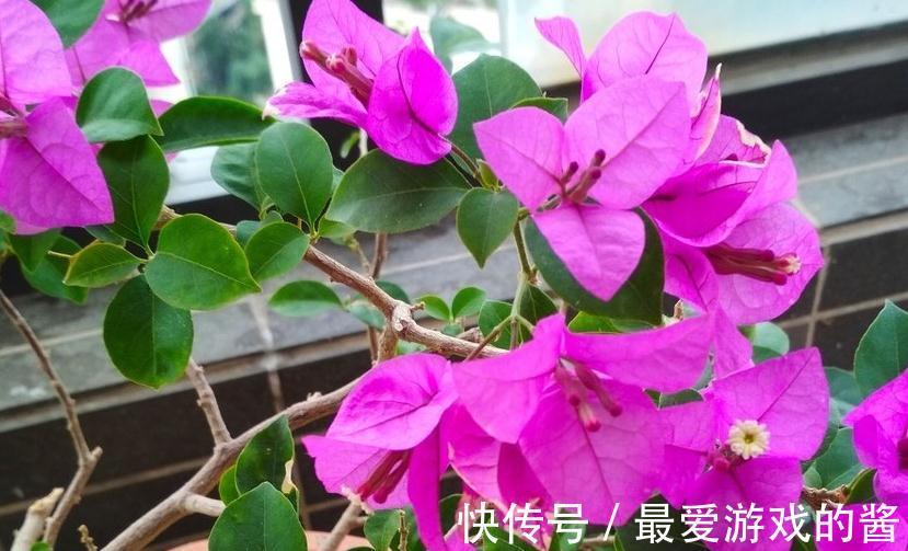 三角梅长势差,不开花,定期浇点发酵水,注意3点,开花多