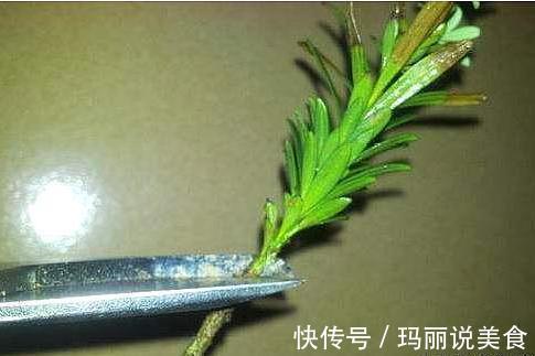 家养罗汉松,世代成富翁,盆景太贵买不起,剪根枝条一插就活。