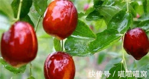 老人|明朝有位奇人,活了120岁,每天只吃2种食物,名字很耳熟