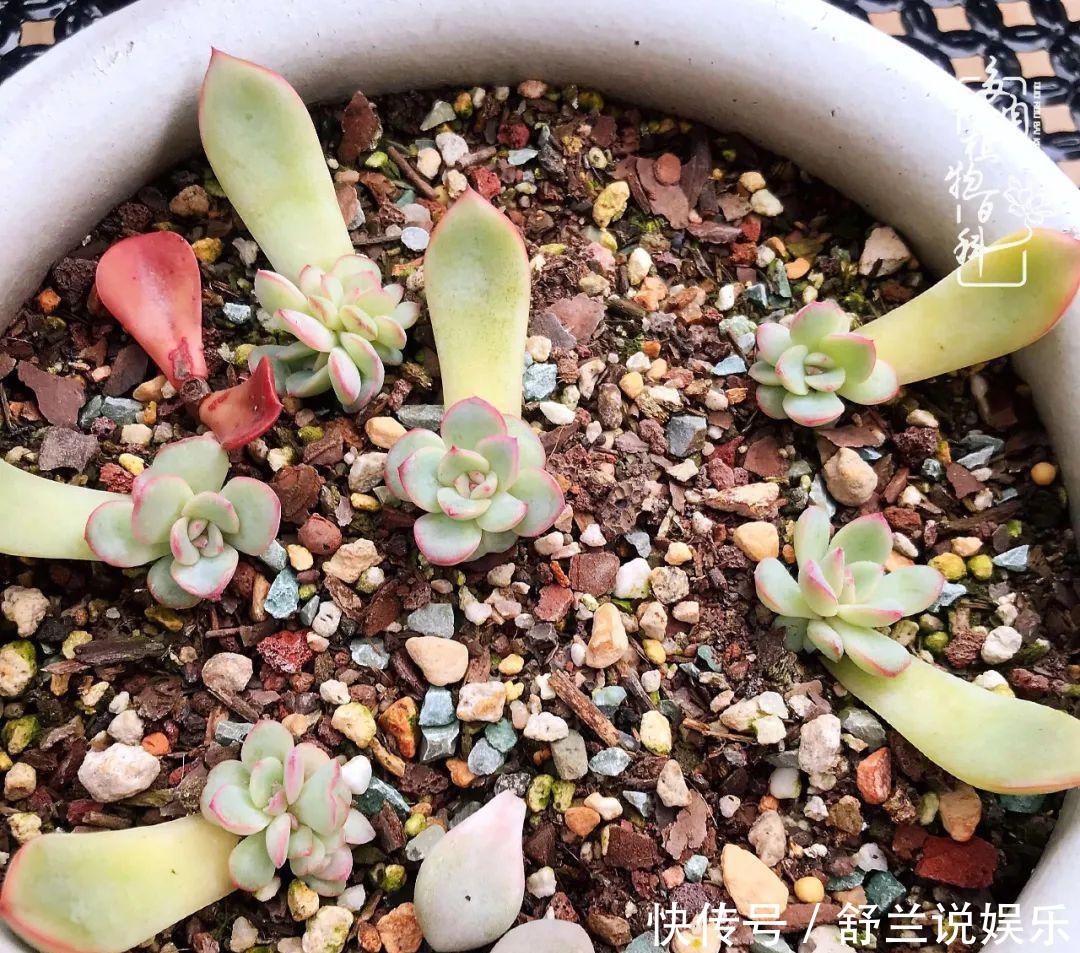 楼顶的多肉,让我的生活无意间打开了一个新世界!