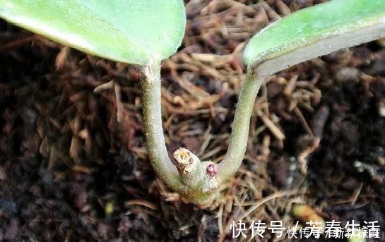 枝条|茉莉花扦插有机关,砍这一段枝条,插土里3天就活