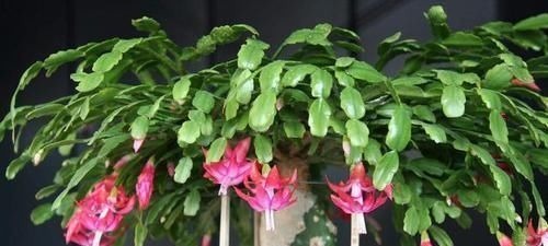 天然的生根液,路边捡几根,泡水或扔花土里,养啥都能爆盆