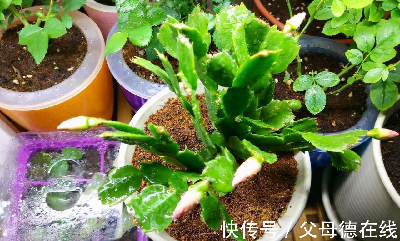 蟹爪兰喜“2种肥水”,每隔30天“喂”1杯,叶片肥厚油亮、开花快