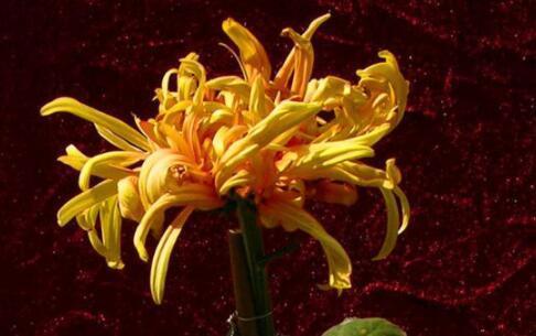 喜欢菊花，不如养盆“菊中珍品”，如鸳鸯戏水，鲜艳美丽