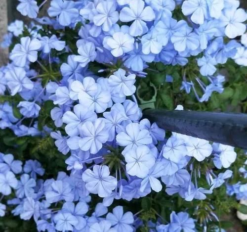 家里一定要养盆它，开完一茬接一茬，养100盆都不嫌多