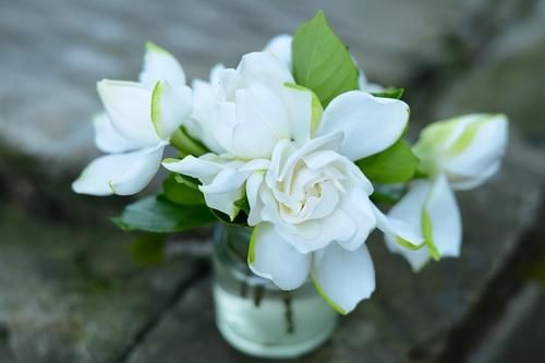 栀子花孕蕾期养护有讲究，这3个错误要避免，否则花苞掉落