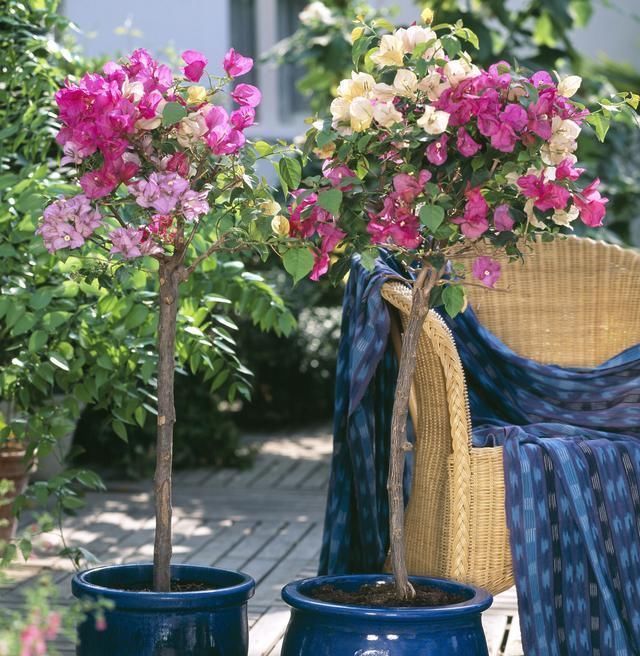 过期的“小药片”磨成粉养花,比生根剂、多菌灵“效果”还要好