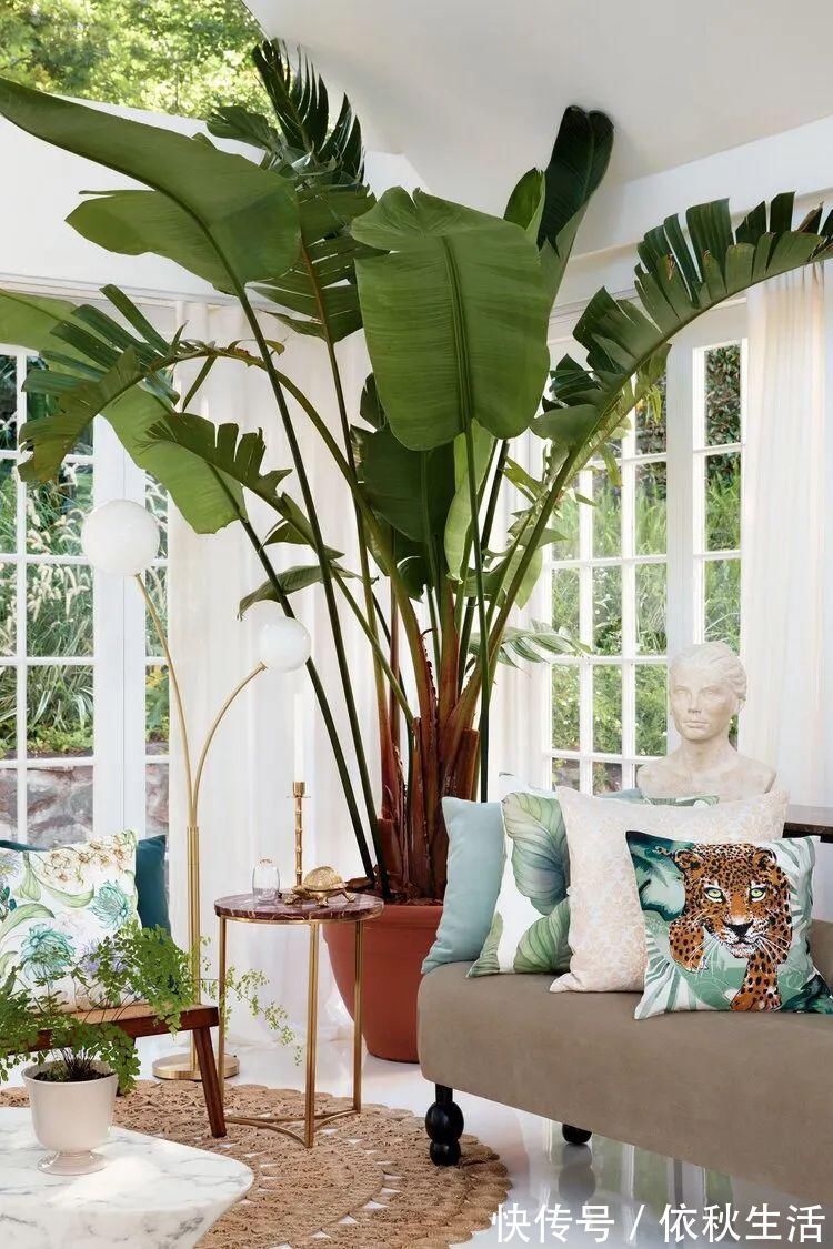 她在屋里种满500盆植物:呆在这样的房子里,生活更有了诗意!