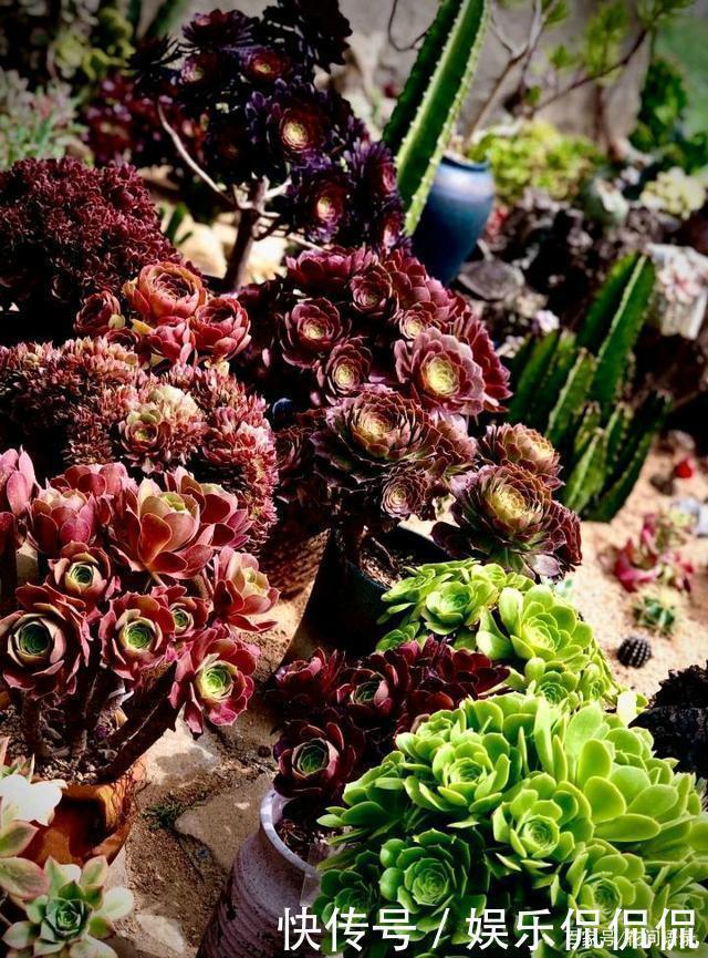 仙境|他痴迷养多肉，将500多盆多肉养出“高级感”，大家都夸美如仙境