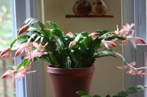 叶片|蟹爪兰来点“甜水”,不烂根不黄叶,枝枝开花红满盆!