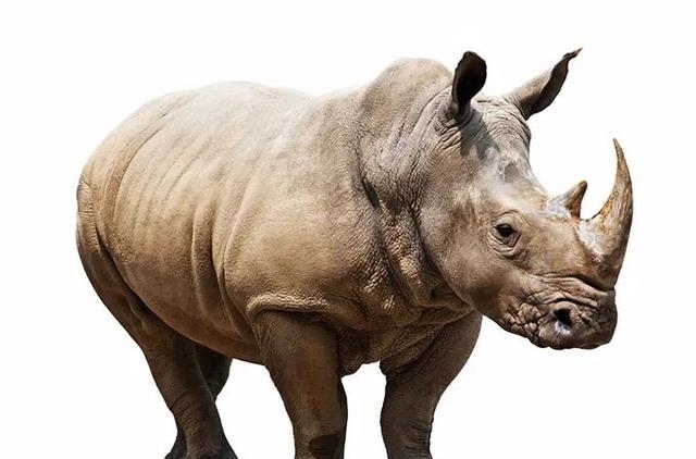 动物|一百年来,中国灭绝了多少动物?