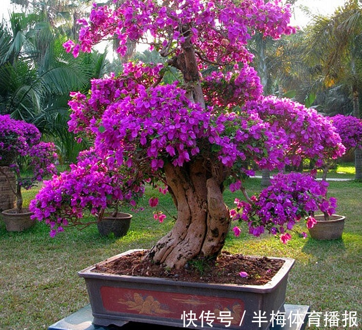 家庭养三角梅，不达到这4个条件，盆栽很难四季开花