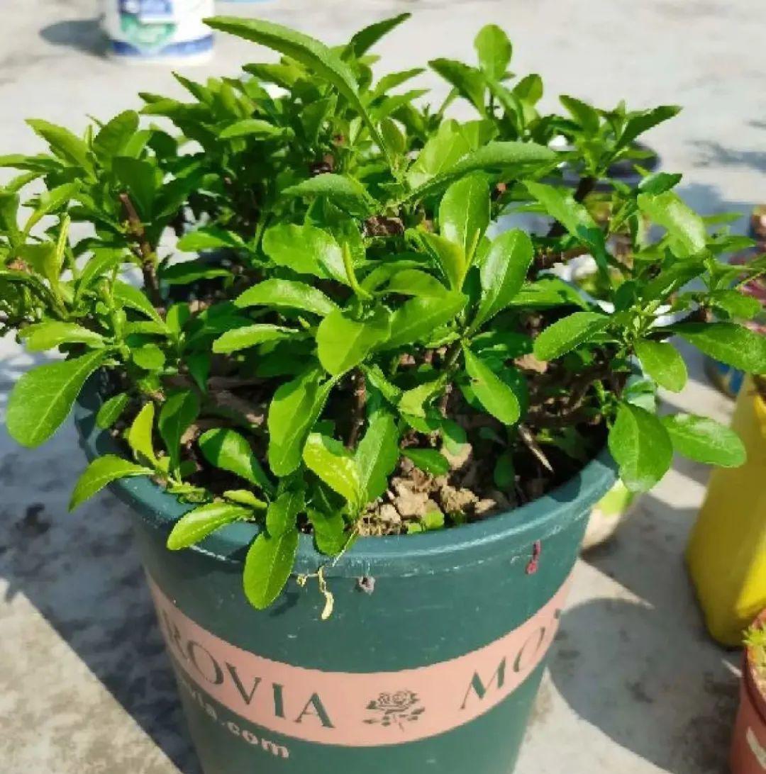 风雨兰|从养花大神家，偷来3个爆花技巧，快学，24小时后删