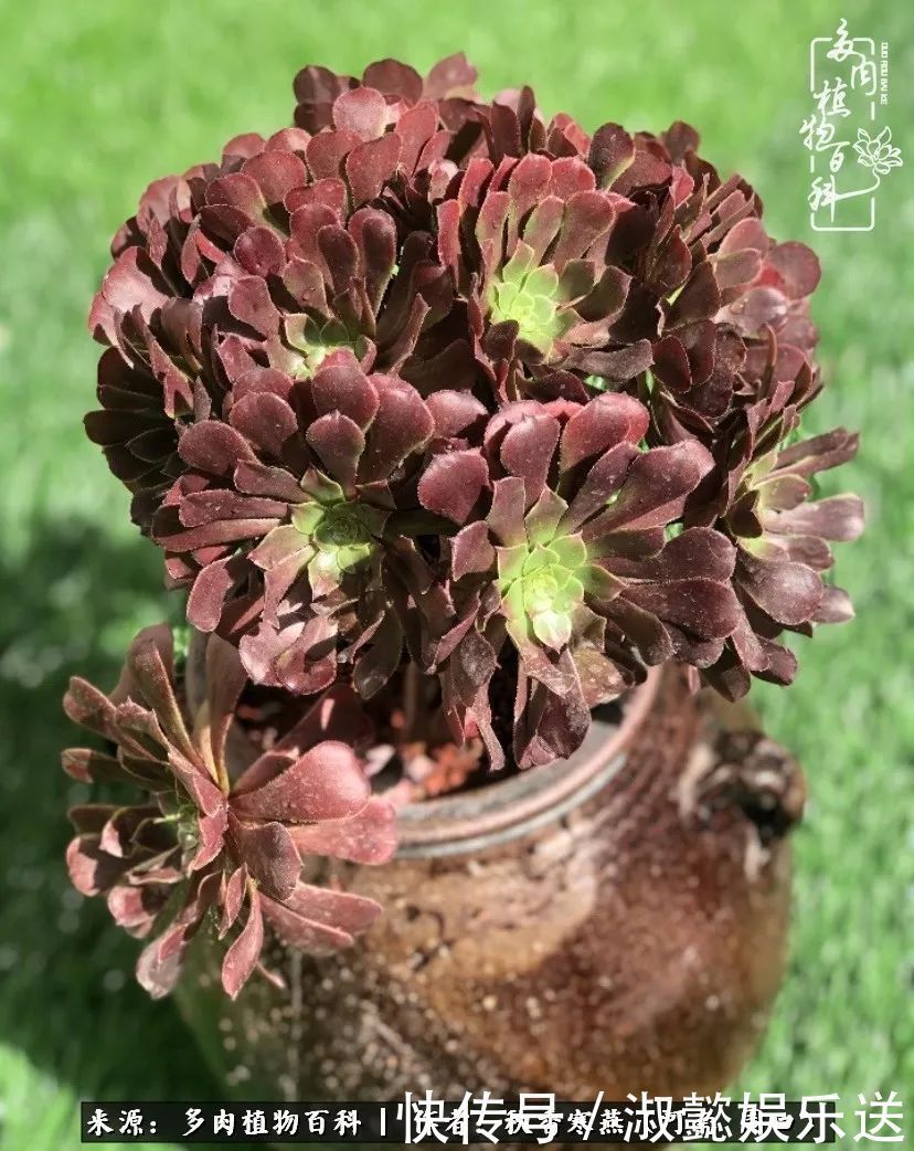 百科|多肉千万种,我独爱法师!爱它的霸气,更爱它的华丽蜕变!