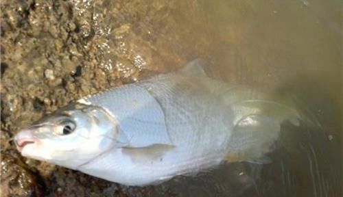 手竿|调漂技巧:手竿钓黄尾鲴,不会调漂经常锚鱼,会调漂连竿狂拉!