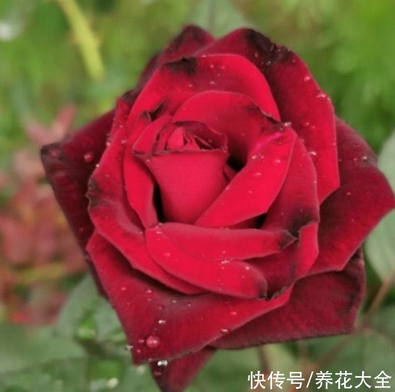 月季花|全年都开花的花，看一下这3种，家里四季如春