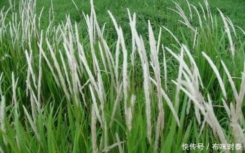 地木耳|农村这野菜不吃是草,煮了是宝,促进肠胃蠕动,你知道吗?