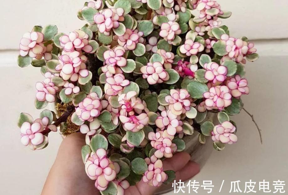 盆景|金枝玉叶盆栽养殖小技巧:日常维护、凹造型,不可忽略!