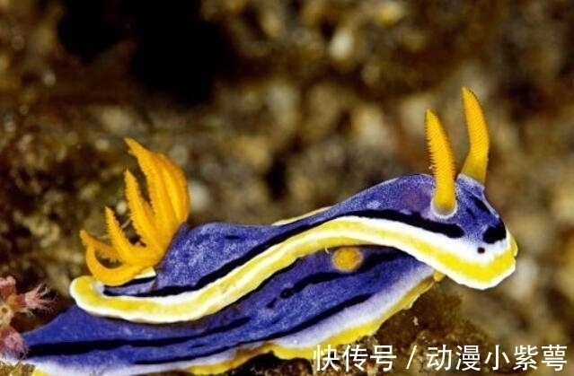 山治|海贼王:绿牛果实是幻兽种,一生吃一顿饭就可以了