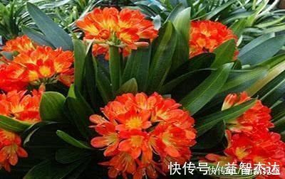 花卉|什么黄豆水都不如1种营养液,不花一分钱,养花杀菌灭虫还补肥