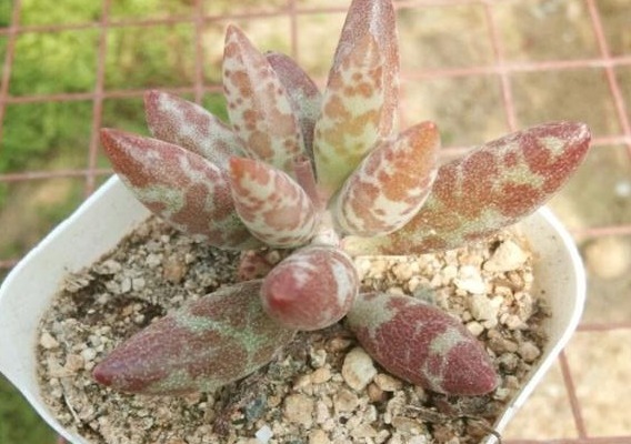 养多肉用1种“溶液”,再也不徒长,叶片长得肥又厚,疯长到爆盆