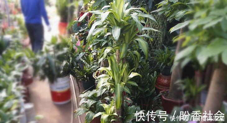 旺财又旺人的绿植,盘点8种超好寓意的盆花