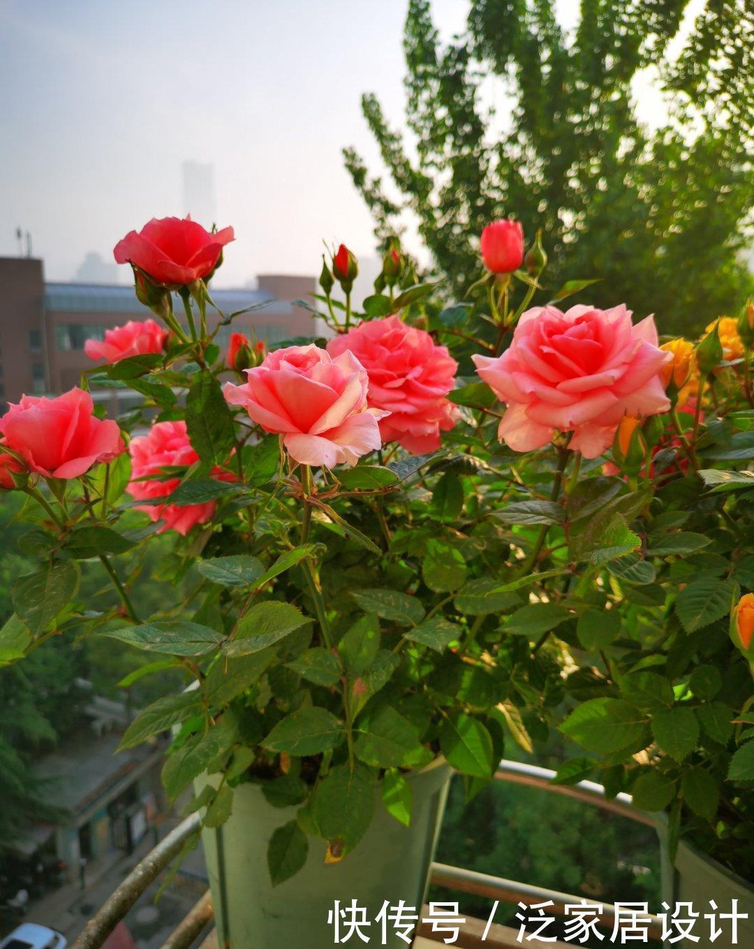 补水|六月养月季，做好防晒“三步骤”，枝叶不萎蔫，才能开出漂亮的花