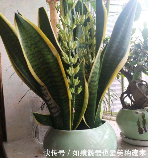 文竹|虎皮兰文竹养不好,撒一把粉末,半年不施肥也会蹭蹭长