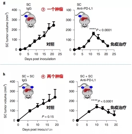 肝转移|让肺癌治疗失效的元凶竟然是它!逆转方法如此简单—抗癌管家