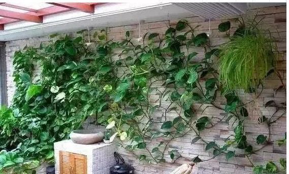 养花不能宠，你对它越好死的越快，不管不问反而爆盆了！