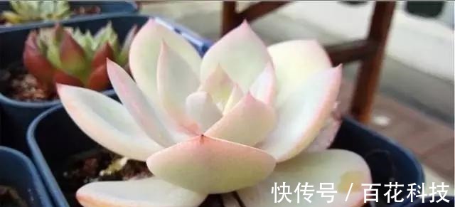 要点|60种多肉图鉴及养护要点，1分钟学会，超全超实用！