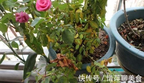 盆栽|养花总是黄叶，那是忽略了这3处“细节”，后悔刚知道