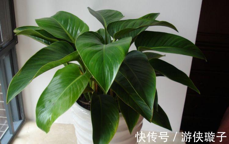 农历10月初4立冬后,养什么花?以下3种花,镇宅纳福富贵平安