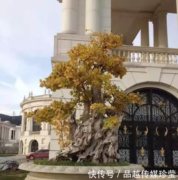 传家宝|这3种盆景可以养成传家宝,再穷也要养,越老越值钱!