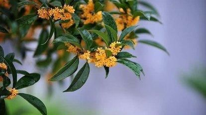  利于桂花|室内养桂花难，教你几招，室内也能飘出桂花香