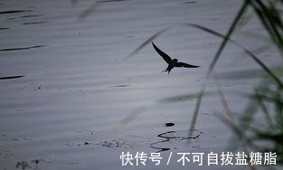 俗语:“两鸟进门,不富也喜”,你知道是哪2种鸟吗?为何没喜鹊