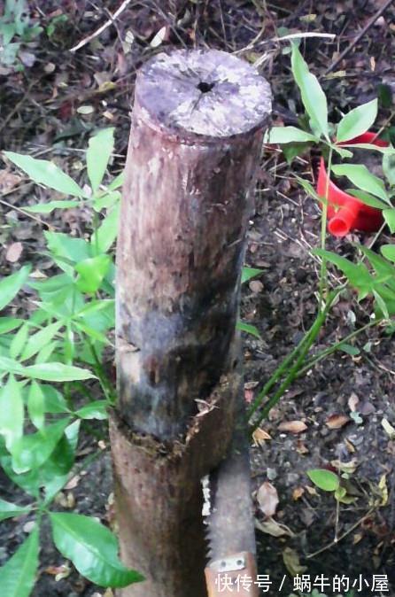 烂根|发财树烂根,我让它起死回生,掌握技巧轻松解决