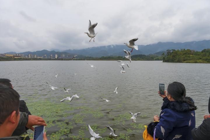 这片|红嘴鸥光临渝东北的这片湿地公园 好多市民来打卡