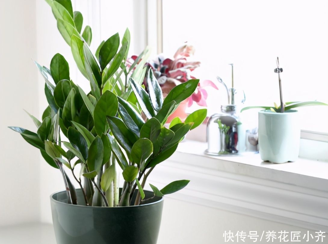 新手|养花高手都具备的“好习惯”,新手如果坚持下来,花会越养越好