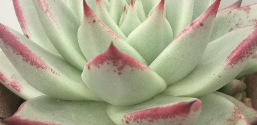 你不一定知道的多肉植物养护小秘密