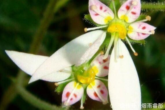5种花,开花吉祥又喜庆,年年开花美翻,寓意超好的