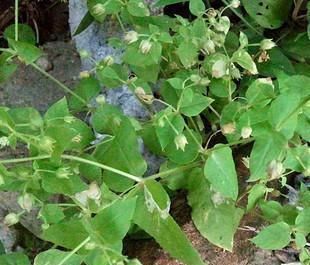 农民|农民见了连根拔,殊不知是价值珍贵的“和尚菜”,有乌发作用