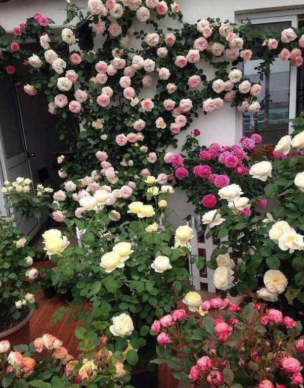 喜欢养花就盆栽月季，此款花期长、易爆盆，一株苗开出多色花