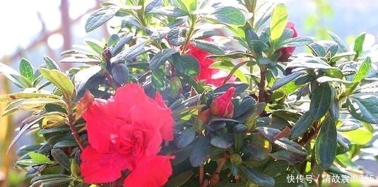 旺盛|最厉害的生根剂,盆里放一点,蹭蹭长出大白根,养啥都旺盛!