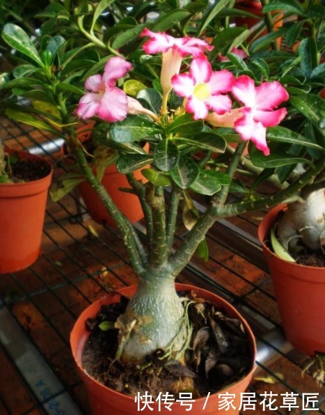 上班族|没时间养花?不如栽上此3种植物,半月不浇水,都不用操心