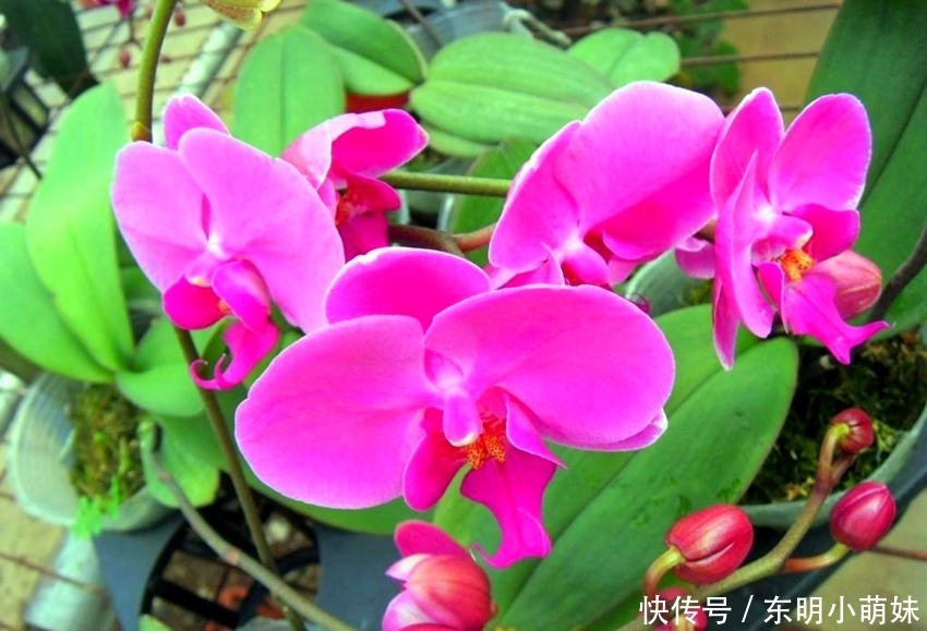 6种有臭味的花卉,颜值虽高味道难闻,建议不养!